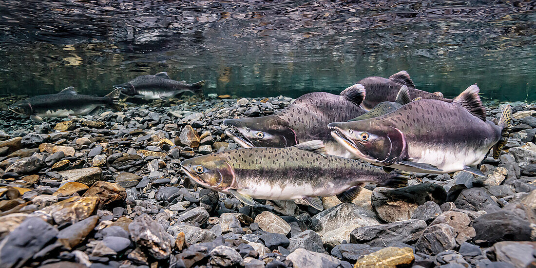 Pink Salmon (Oncorhynchus gorbuscha) female using her anal fin to probe her redd as four eager males wait to spawn with her in Hartney Creek, near Cordova, Alaska, during the summer. Another female with one male is doing the same thing about two meters away in the image background; Alaska, United States of America