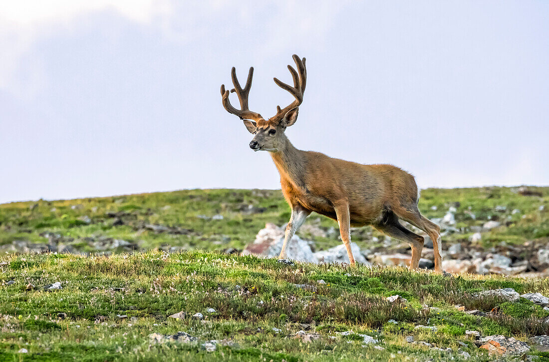 Maultierhirsch (Odocoileus hemionus) stehend in einem Feld; Steamboat Springs, Colorado, Vereinigte Staaten von Amerika