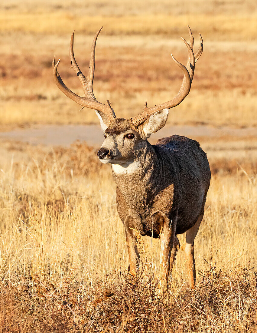 Maultierhirsch (Odocoileus hemionus) mit Geweih, der im langen Gras steht und in die Kamera schaut; Steamboat Springs, Colorado, Vereinigte Staaten von Amerika