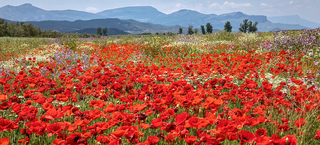 Rote Mohnblumen und andere Wildblumen auf einer Wiese mit einer Bergkette in der Ferne; Spanien