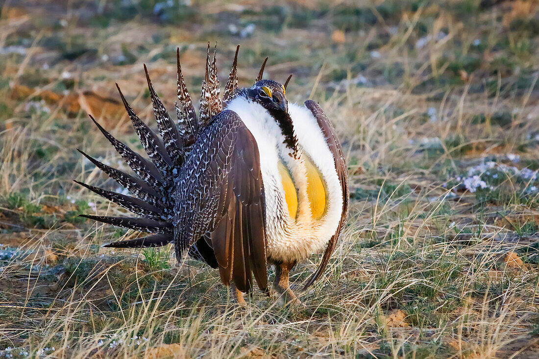 Großes Beifußhuhn (Centrocercus urophasianus); Fort Collins, Colorado, Vereinigte Staaten von Amerika