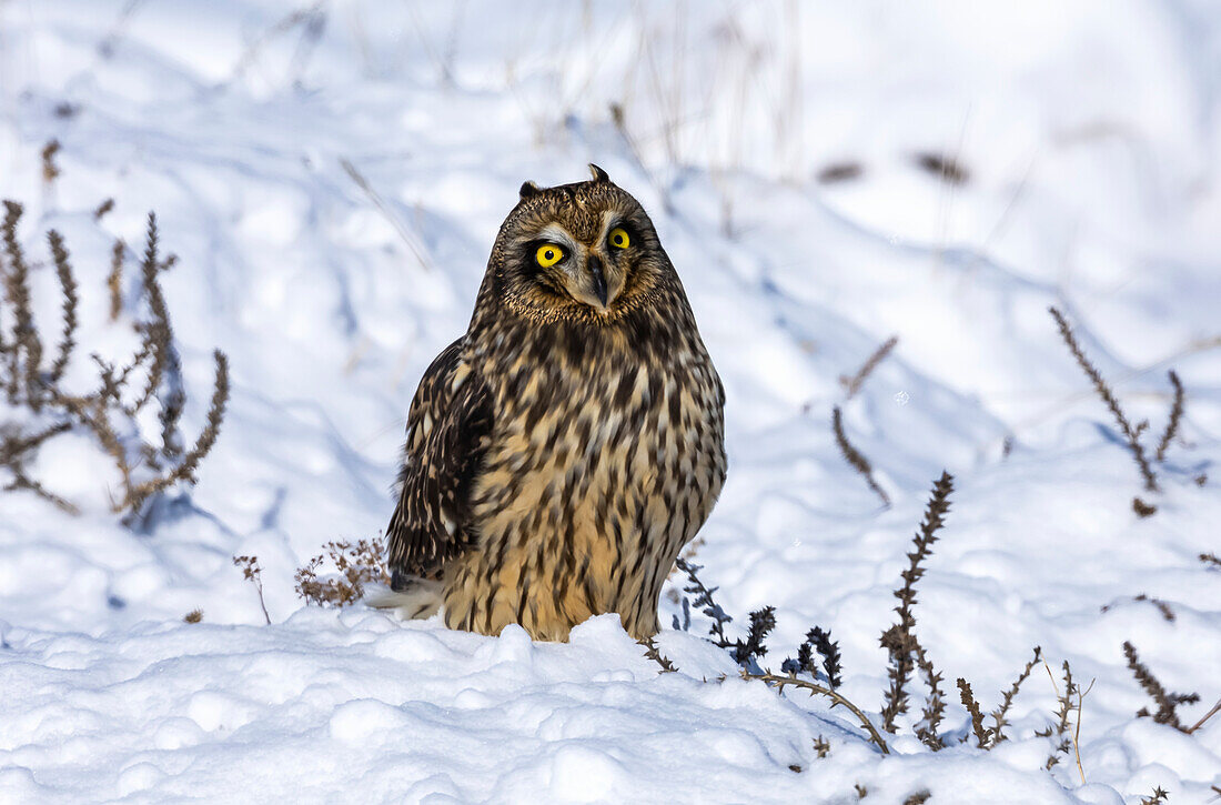 Short-eared owl (Asio flammeus) standing in snow; Fort Collins, Colorado, United States of America