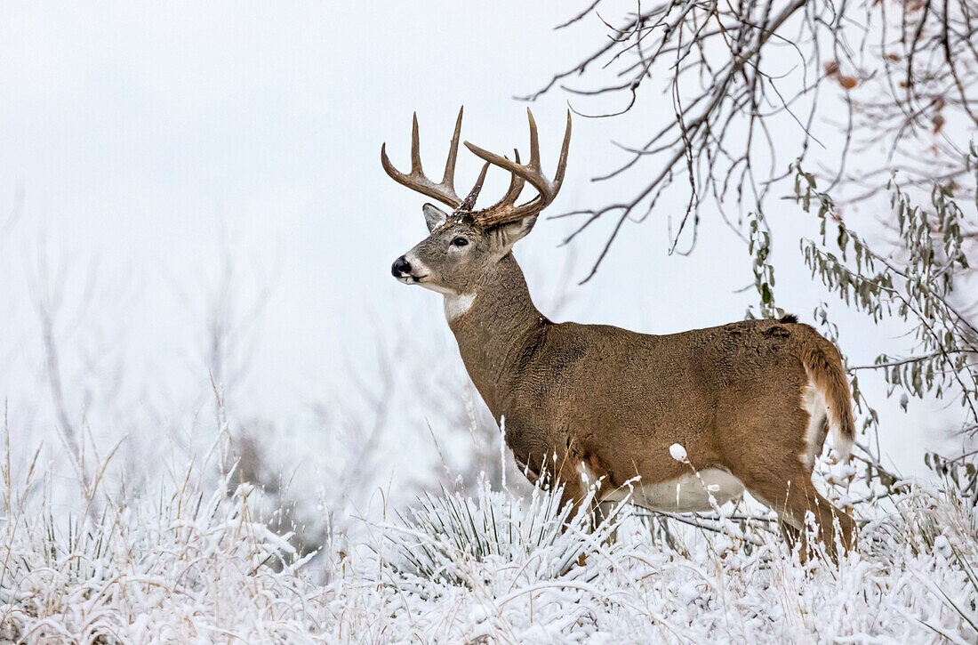 White-tailed deer buck (Odocoileus virginianus) standing in snowy field; Emporia, Kansas, United States of America