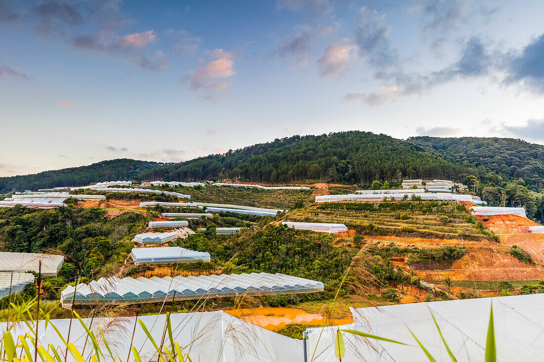 Lush foliage and mountains in Southeast Asia; Da Lat, Lam Dong Province, Vietnam