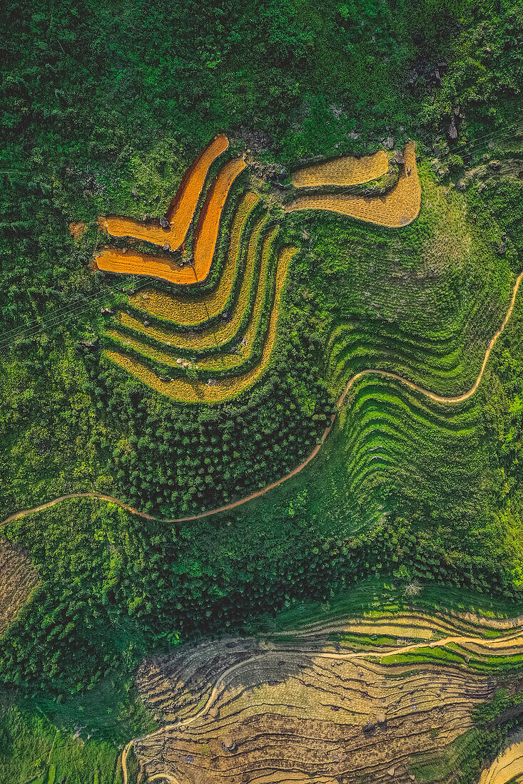 Drohnenansicht von Reisterrassen an einem üppigen Berghang; Provinz Ha Giang, Vietnam