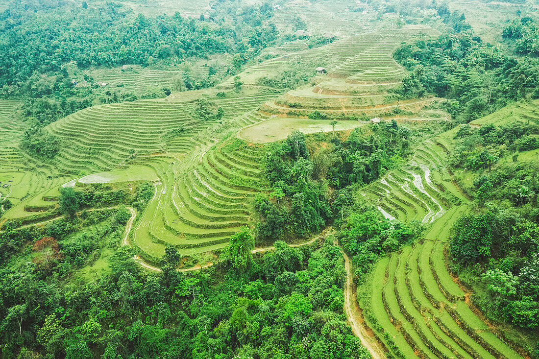 Drohnenansicht von Reisterrassen an einem üppigen Berghang; Provinz Ha Giang, Vietnam