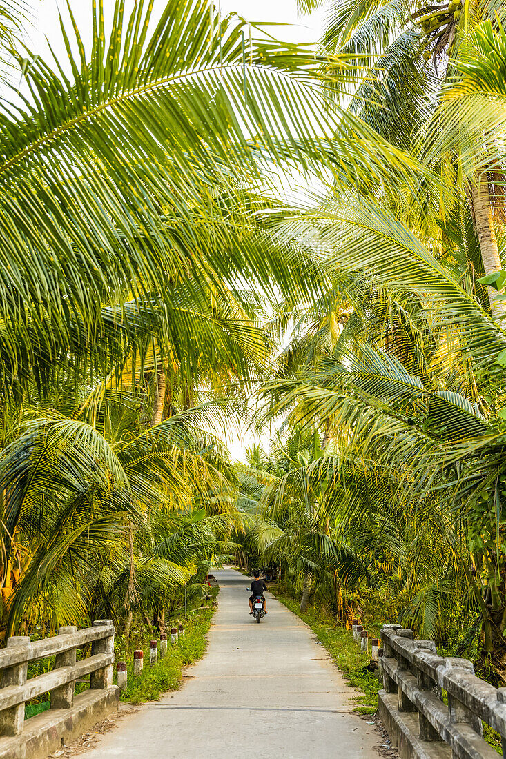 Ein Mann fährt auf einem Motorrad einen von üppigen Palmen gesäumten Weg im Mekong-Delta hinunter; Vietnam