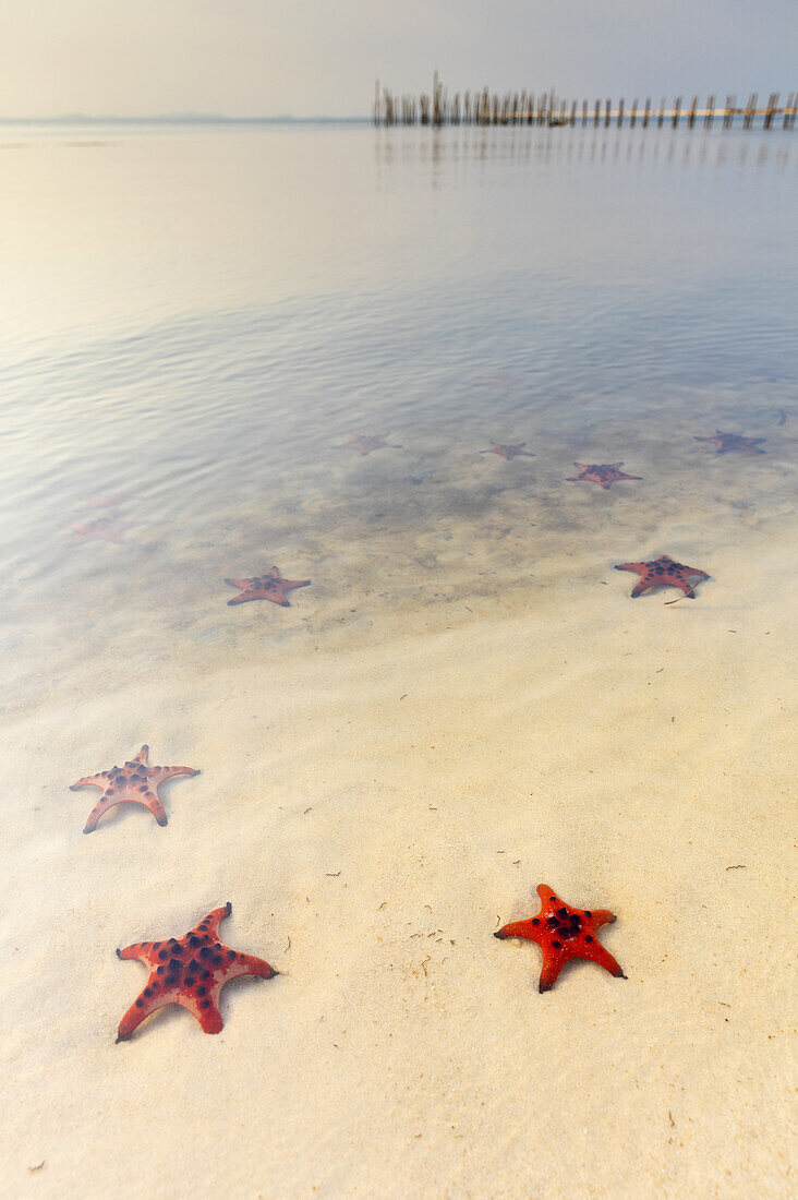 Starfish Beach mit roten Seesternen auf dem weißen Sand im seichten Wasser entlang der Küste; Phu Quoc, Vietnam