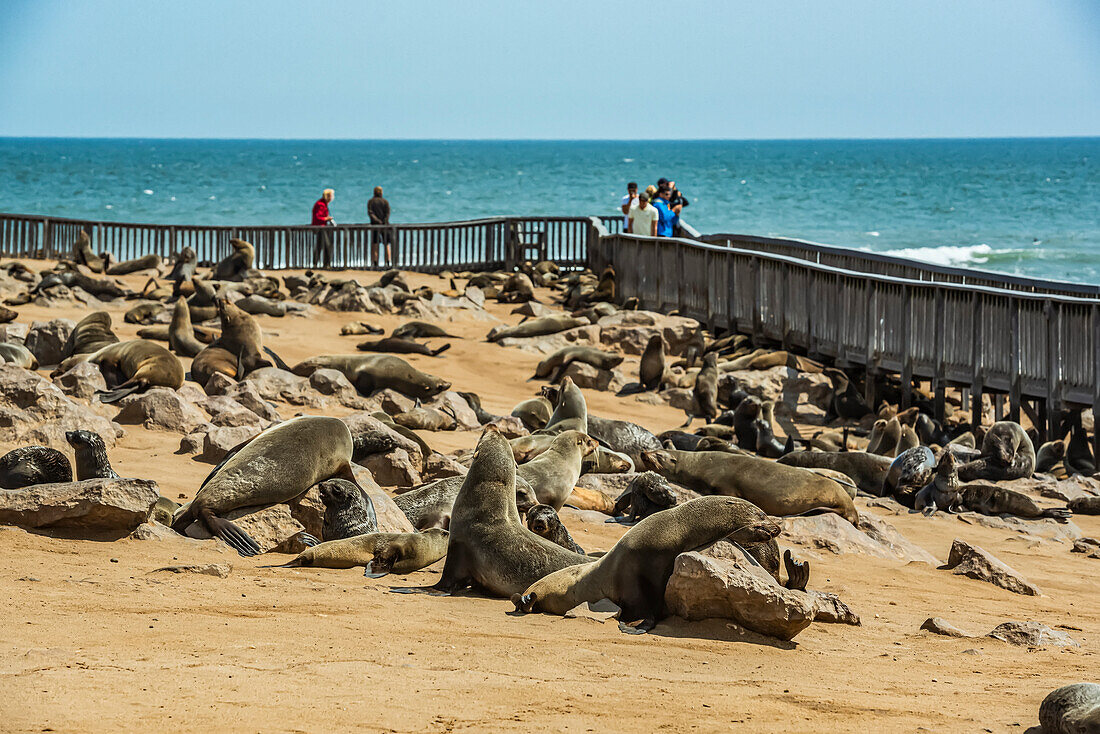 Pelzrobben und Touristen in der Cape Cross Robbenkolonie, Skelettküste; Namibia