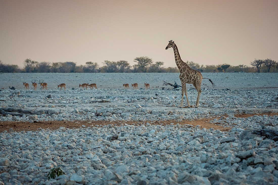 Giraffe und Antilopenherde, Etoscha-Nationalpark; Namibia
