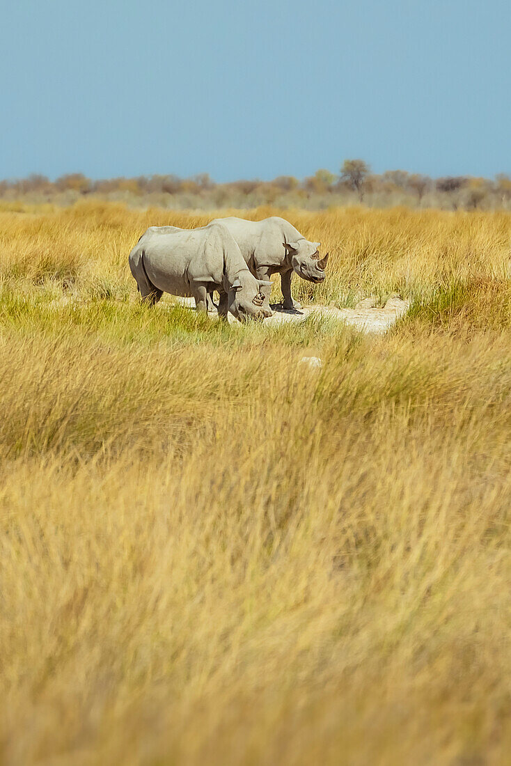 Black Rhinoceros (Diceros bicornis), Etosha National Park; Namibia