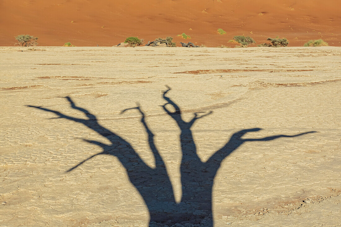 Deadvlei, eine Pfanne aus weißem Lehm, umgeben von den höchsten Sanddünen der Welt und dem Schatten eines Kameldornbaums (Vachellia erioloba), Namib-Wüste; Namibia