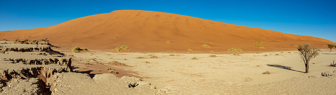 Deadvlei, a white clay pan surrounded by the highest sand dunes in the world, Namib Desert; Namibia