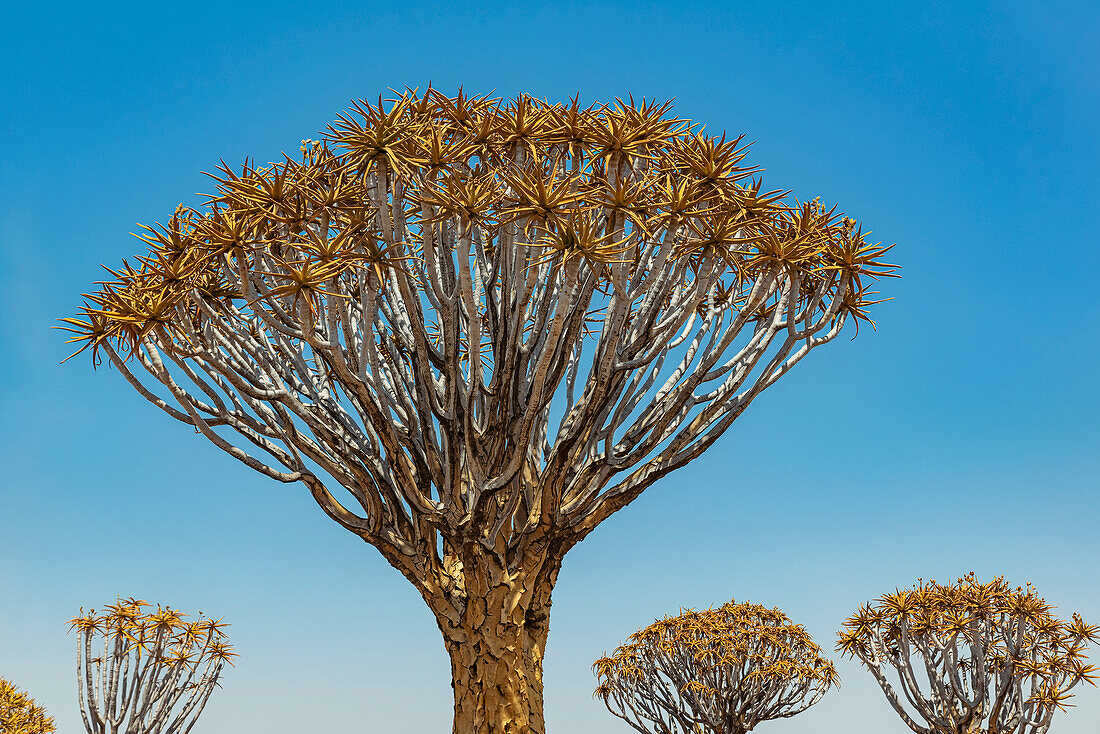 Köcherbäume (Aloidendron dichotomum) im Köcherbaumwald, Gariganus-Farm, in der Nähe von Keetmanshoop; Namibia