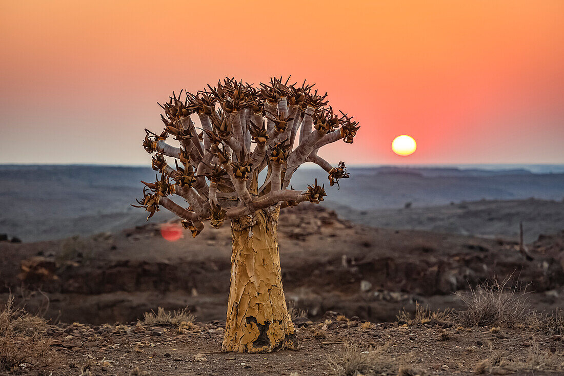 Quiver Tree (Aloidendron dichotomum), Hardap Resort, Hardap Region; Namibia