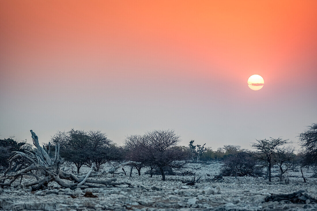 Sun setting at Etosha National Park; Namibia