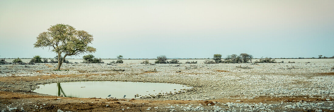 Etosha National Park; Namibia