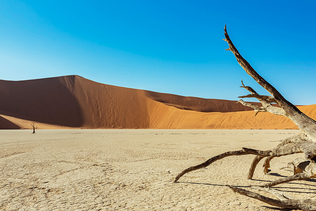 Deadvlei, eine Pfanne aus weißem Lehm, umgeben von den höchsten Sanddünen der Welt, Namib-Wüste; Namibia