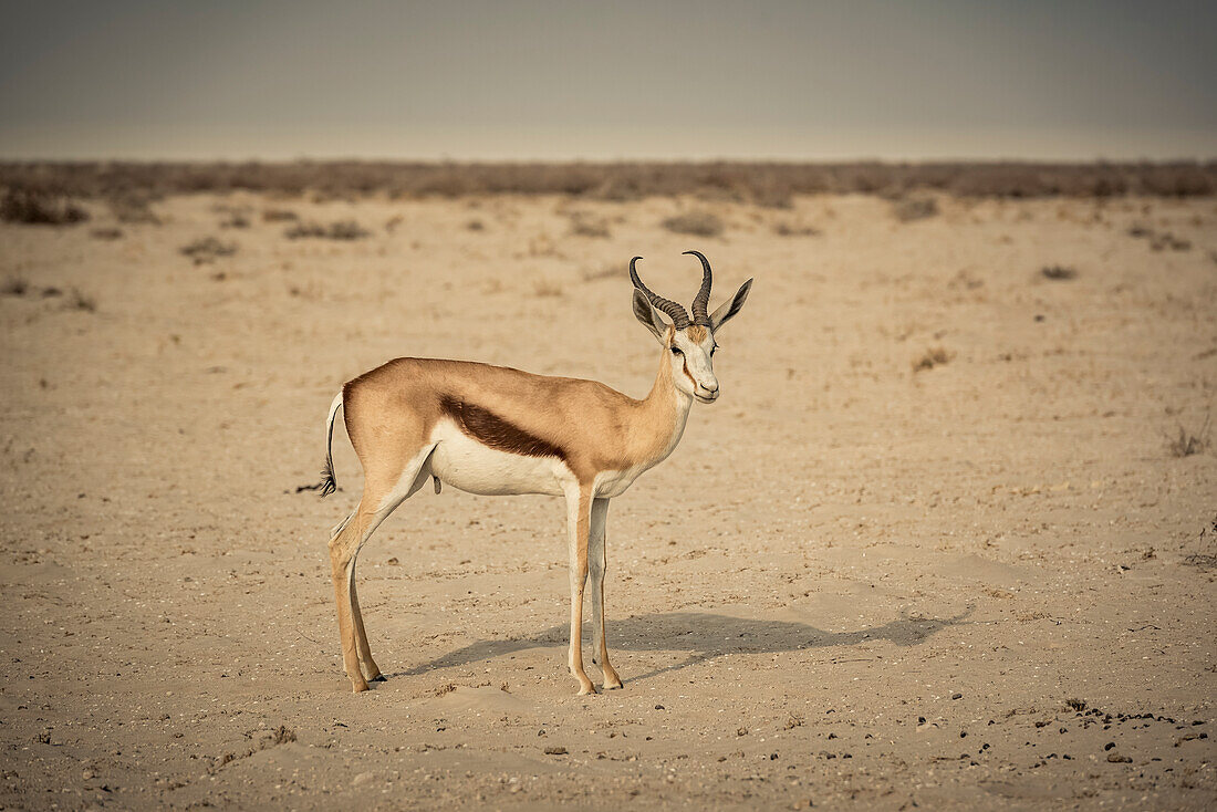 Springbock (Antidorcas marsupialis), Etosha-Nationalpark; Namibia