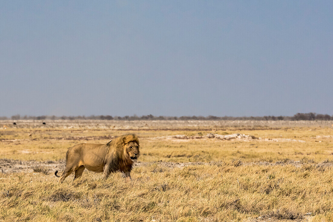 Löwe (Panthera leo), Etosha-Nationalpark; Namibia