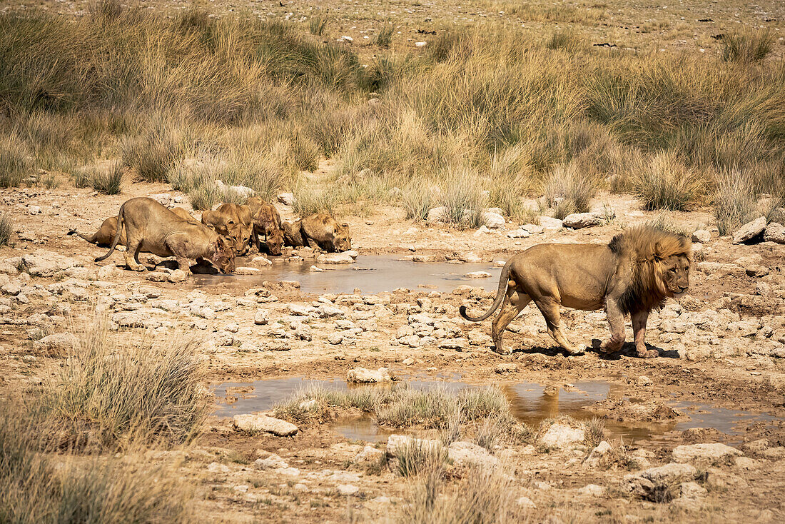 Lion pride (Panthera leo) drinking at a waterhole, Etosha National Park; Namibia