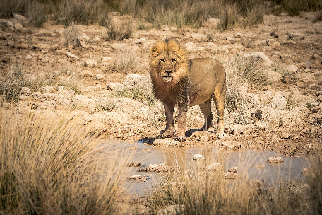 Lion (Panthera leo) drinking at a waterhole, Etosha National Park; Namibia