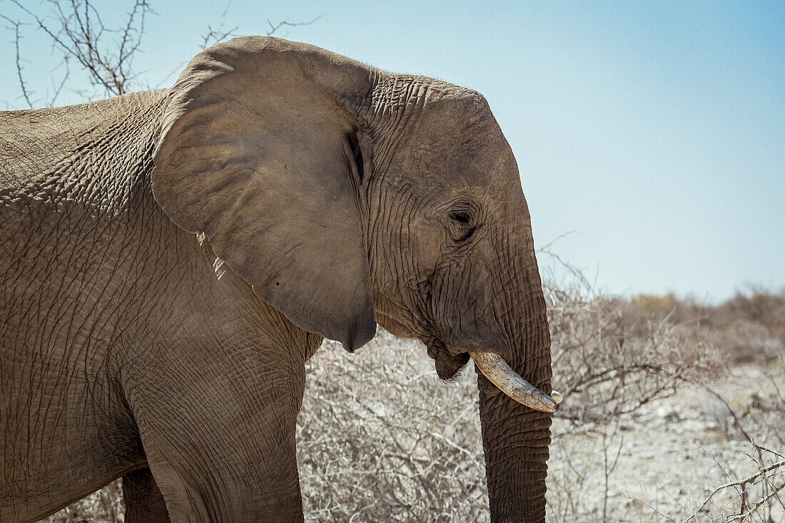 African Elephant (Loxodonta), Etosha National Park; Namibia