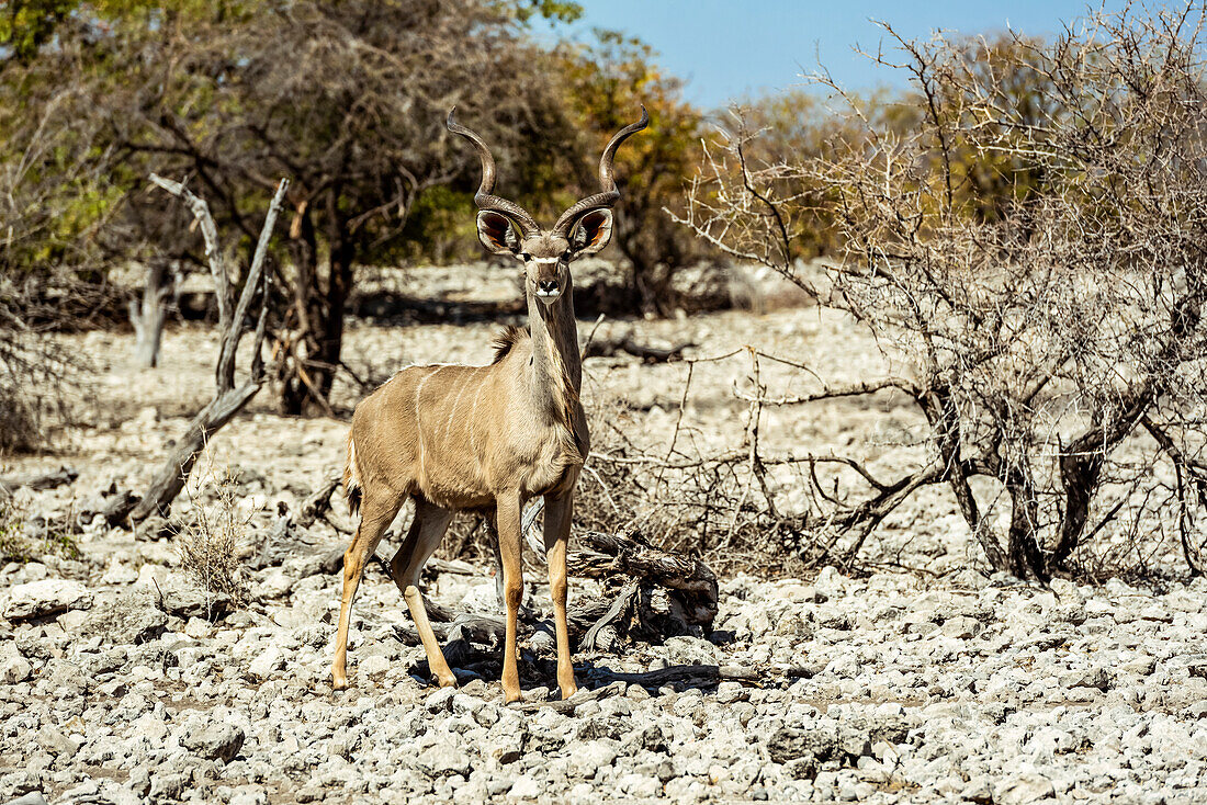 Greater Kudu (Tragelaphus strepsiceros), Etosha National Park; Namibia