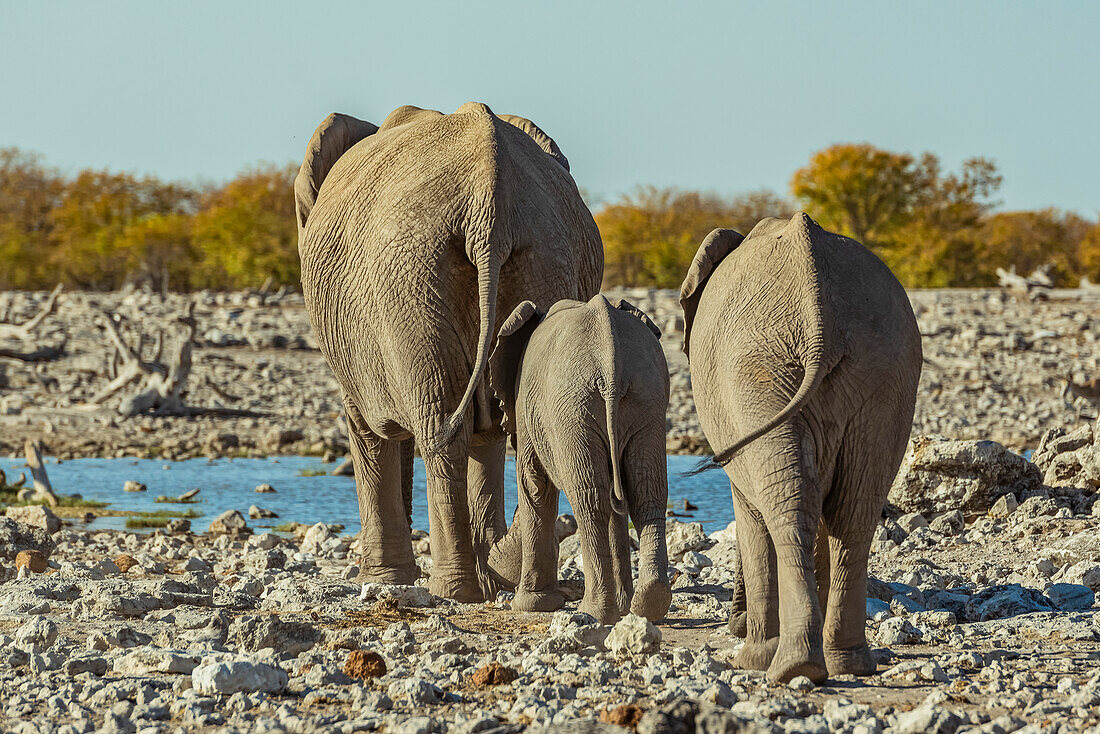 African Elephant family (Loxodonta), Etosha National Park; Namibia