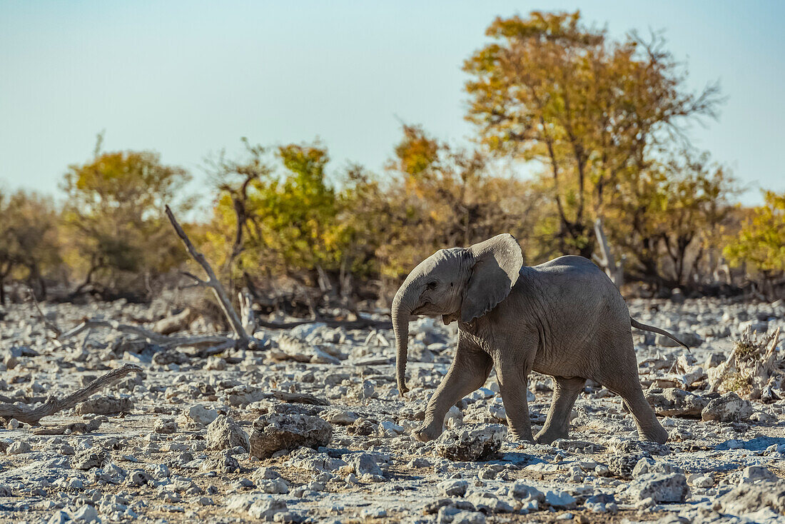 African Elephant (Loxodonta) calf walking across a rocky terrain, Etosha National Park; Namibia