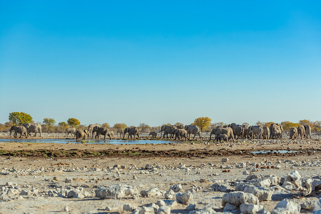 African Elephants (Loxodonta), Etosha National Park; Namibia