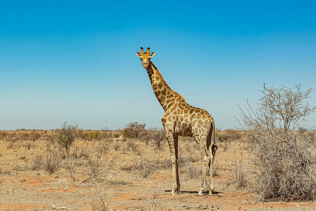 Giraffe (Giraffa), Etosha National Park; Namibia