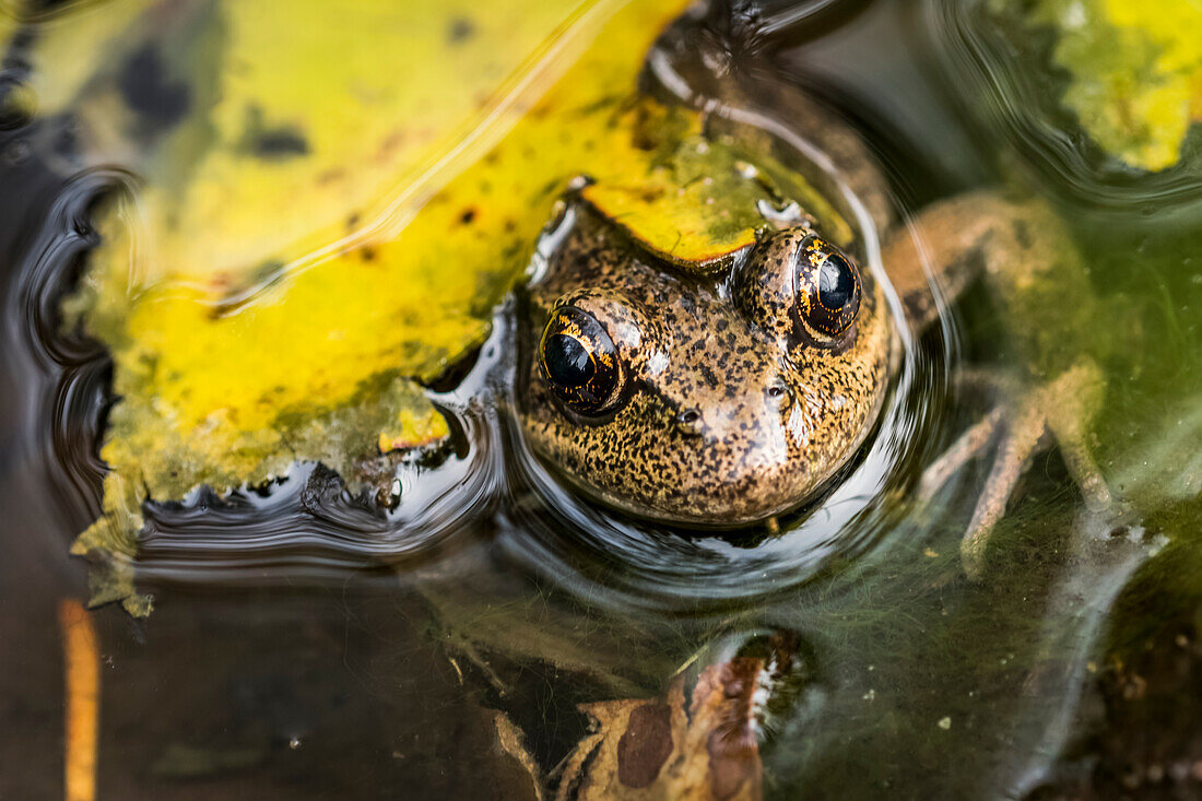 A Northern Red-legged Frog (Rana aurora) lounges in a spring in Oregon; Astoria, Oregon, United States of America