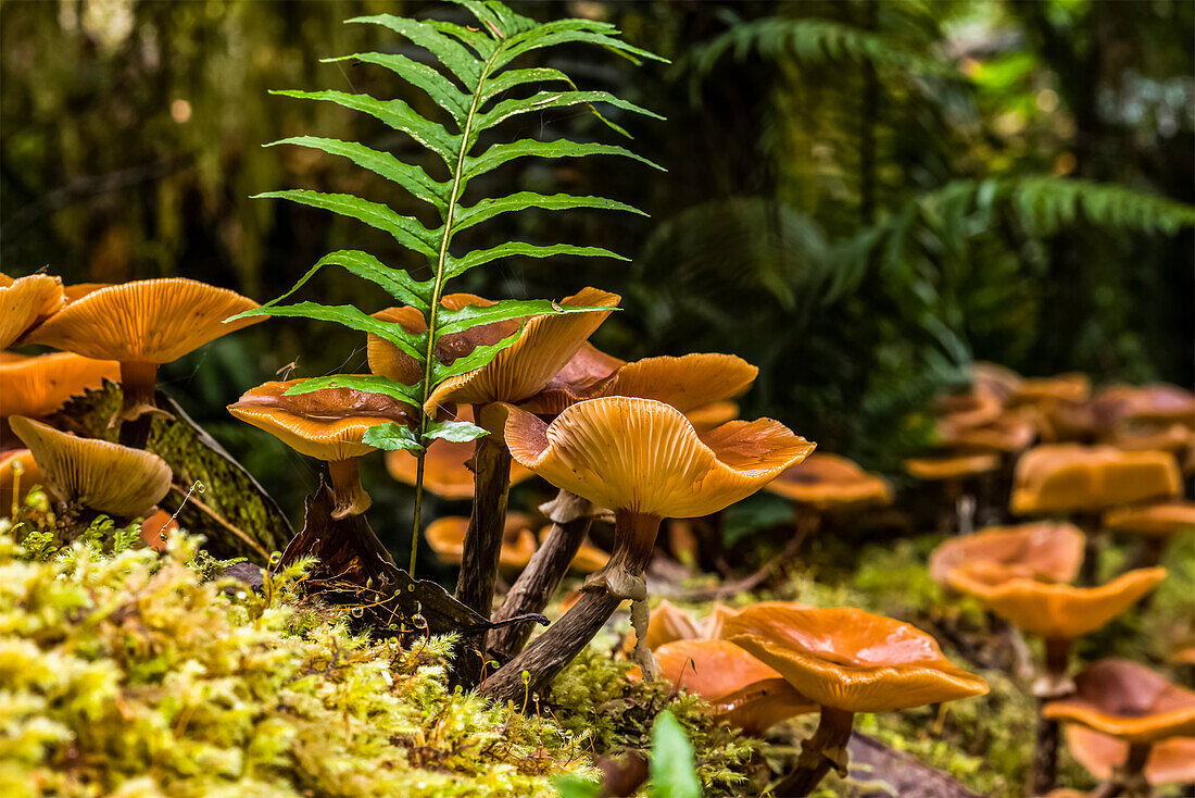 Moss, fern, and mushrooms share a log in Western Oregon; Cannon Beach, Oregon, United States of America