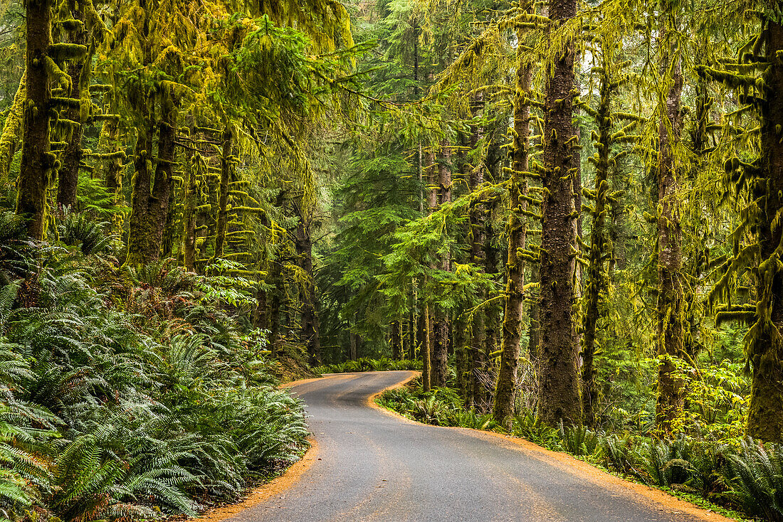 Eine Parkstraße führt durch den Wald im Ecola State Park; Cannon Beach, Oregon, Vereinigte Staaten von Amerika
