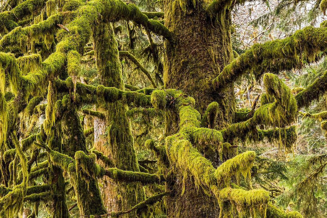 Moosbewachsene Fichten im Clatsop County; Jewell, Oregon, Vereinigte Staaten von Amerika