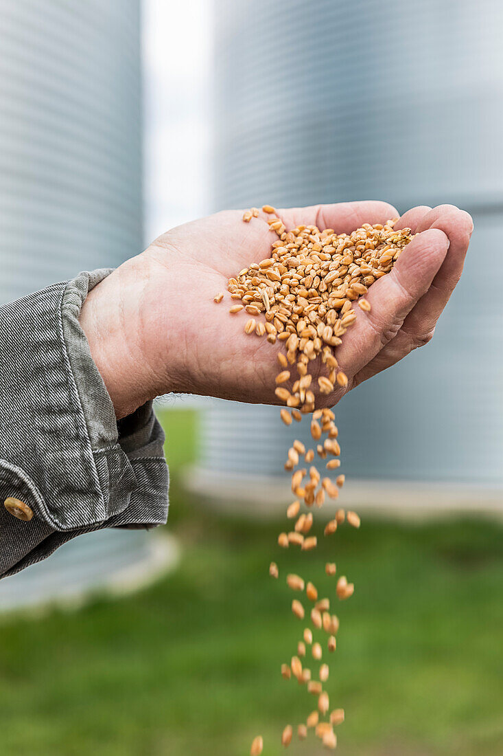 Ein Landwirt schüttet eine Handvoll geernteten Weizens aus; Alberta, Kanada