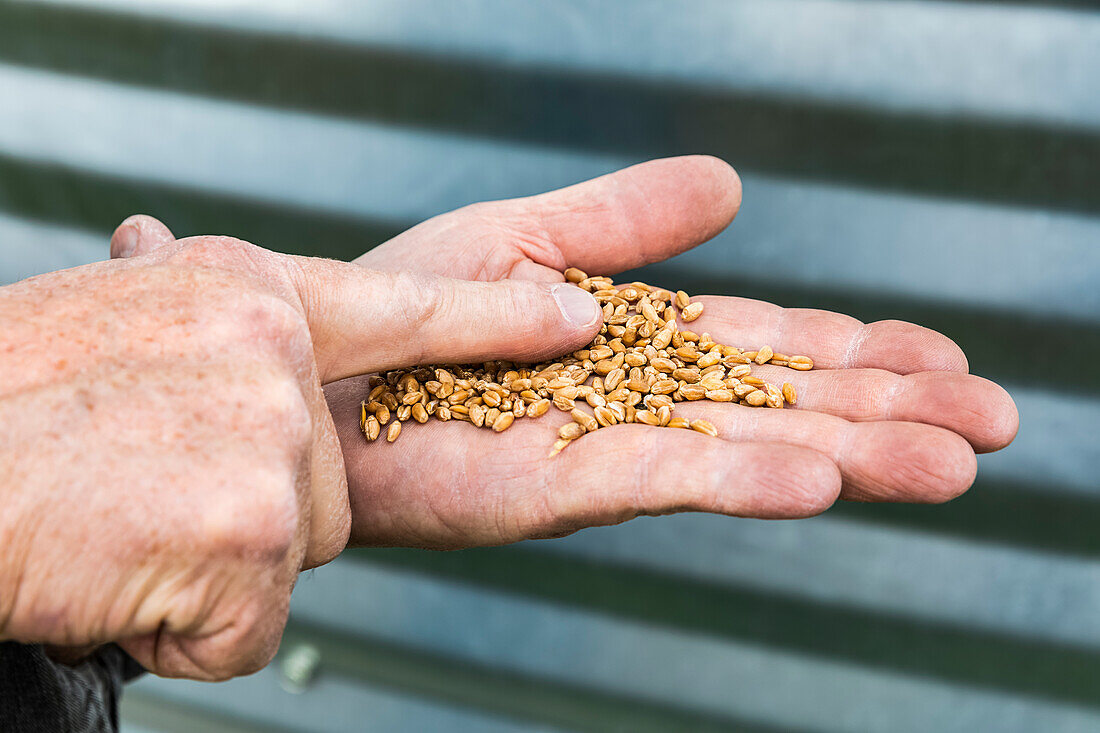 A farmer with a handful of harvested wheat; Alberta, Canada