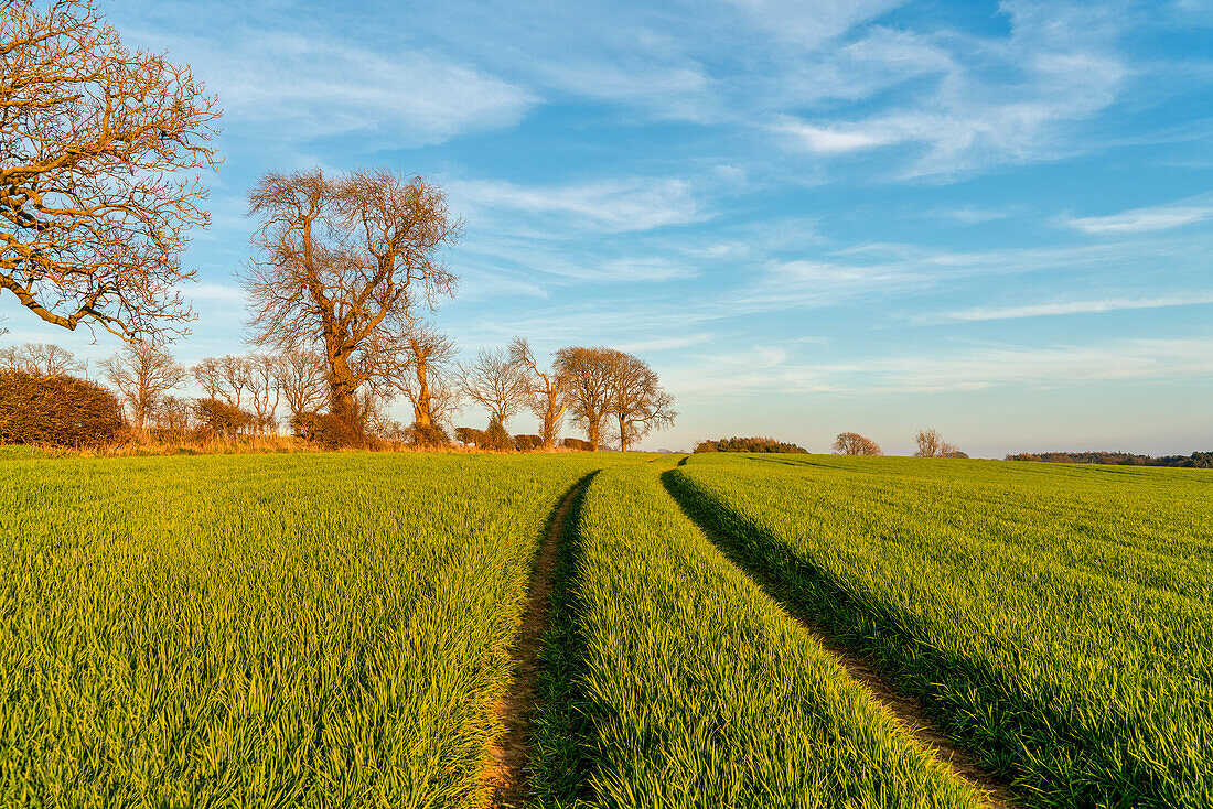 Reifenspuren durch grüne Pflanzen auf einem Feld; Ravensworth, North Yorkshire, England