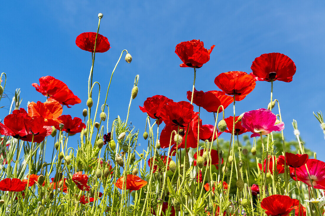 Red poppies and blue sky; Whitburn, Tyne and Wear, England