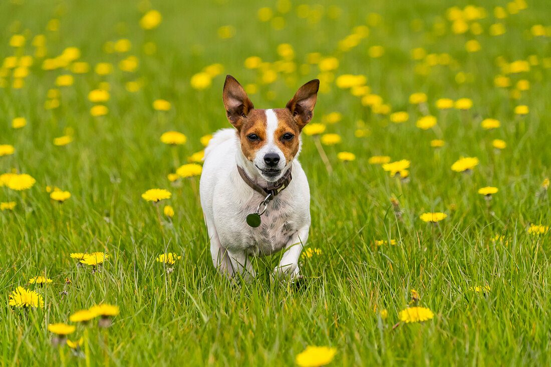 Dog walking through field of grass and dandelions; South Shields, Tyne and Wear, England