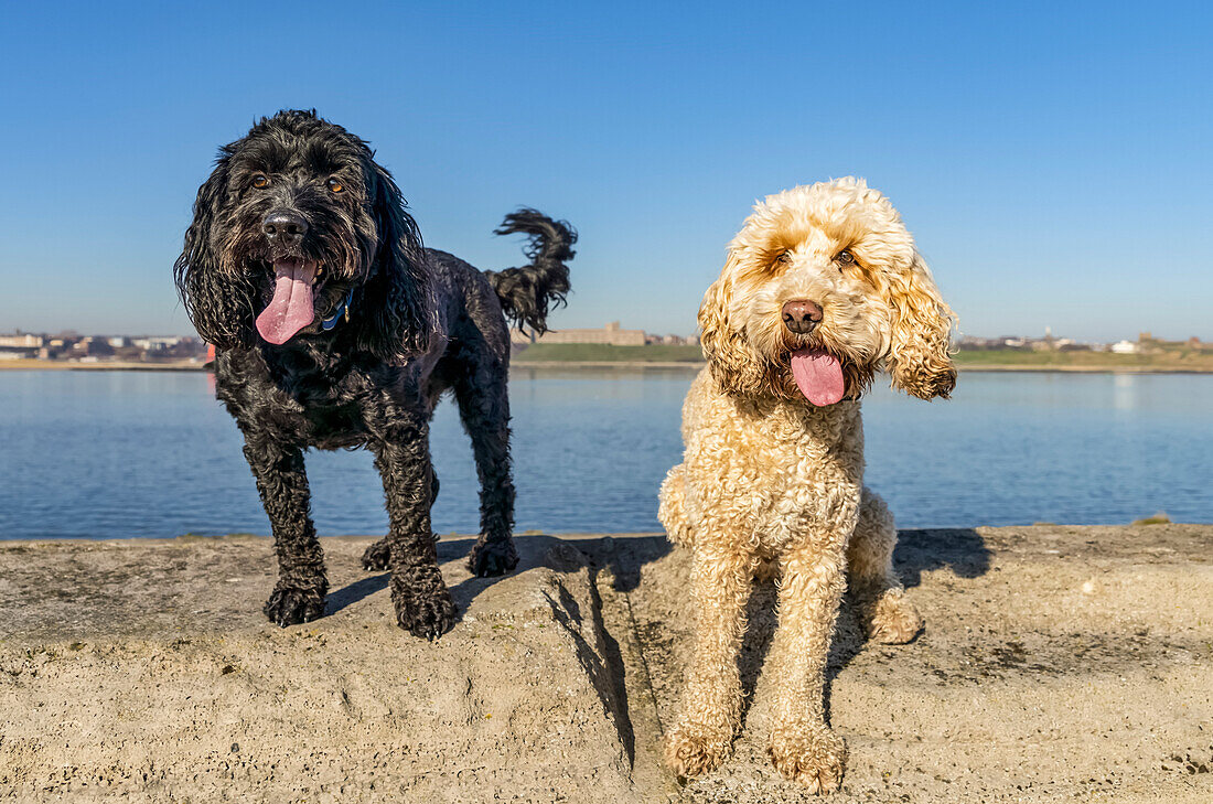 Two dogs on a concrete surface along the water's edge looking towards the camera with blue sky in the background; South Shields, Tyne and Wear, England