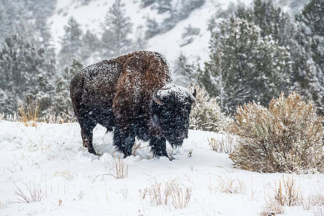 American Bison bull (Bison bison) on a snowy day in the North Fork of the Shoshone River valley near Yellowstone National Park; Wyoming, United States of America