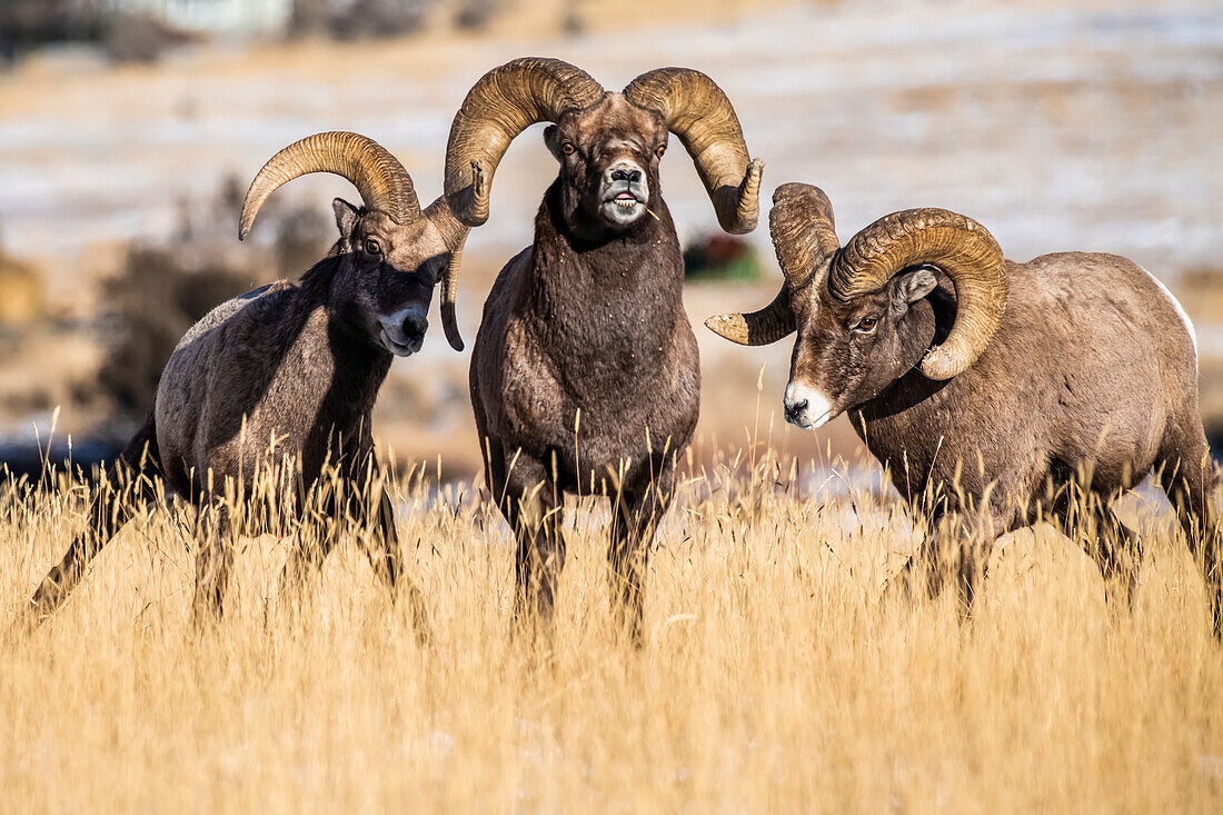 Three Bighorn Sheep rams (Ovis canadensis) interact with each other during the rut near Yellowstone National Park; Montana, United States of America