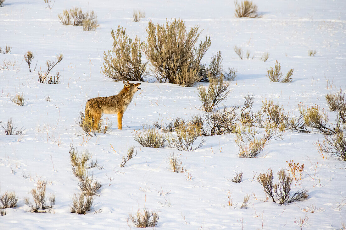Ein einsamer Kojote (Canis latrans) steht und heult in der winterlichen Landschaft des Yellowstone National Park; Wyoming, Vereinigte Staaten von Amerika