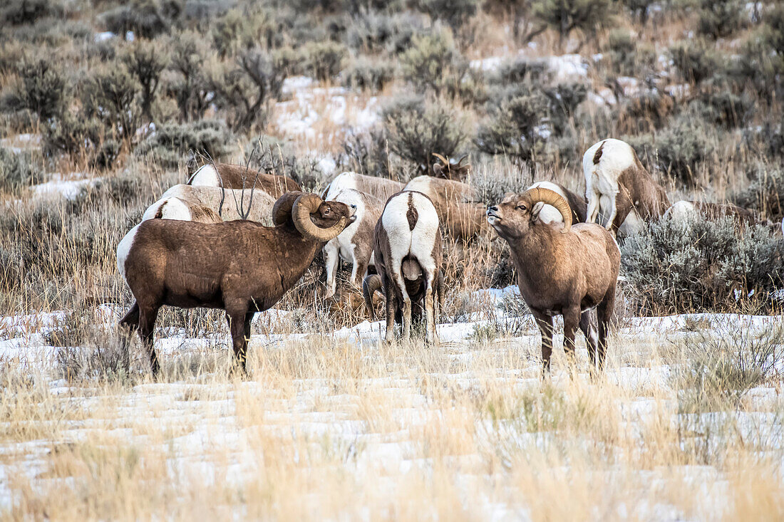 Three Bighorn Sheep rams (Ovis canadensis) face off in front of a group of ewes during the rut in the North Fork of the Shoshone River Valley near Yellowstone National Park; Wyoming, United States of America