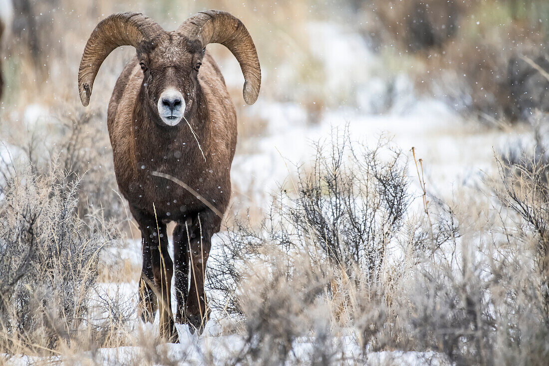 Bighorn Sheep ram (Ovis canadensis) approaches through a sagebrush meadow on a snowy day in the North Fork of the Shoshone River valley near Yellowstone National Park; Wyoming, United States of America