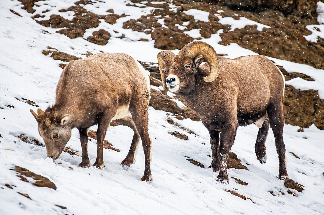 Dickhornschaf-Widder (Ovis canadensis) balzt an einem verschneiten Tag im Tal des North Fork of the Shoshone River in der Nähe des Yellowstone National Park um ein Mutterschaf; Wyoming, Vereinigte Staaten von Amerika