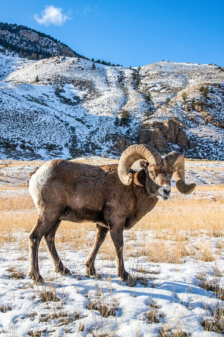 Bighorn Sheep ram (Ovis canadensis) with massive horns grazes in a snowy meadow against a mountain backdrop during the rut near Yellowstone National Park, Montana, United States of America