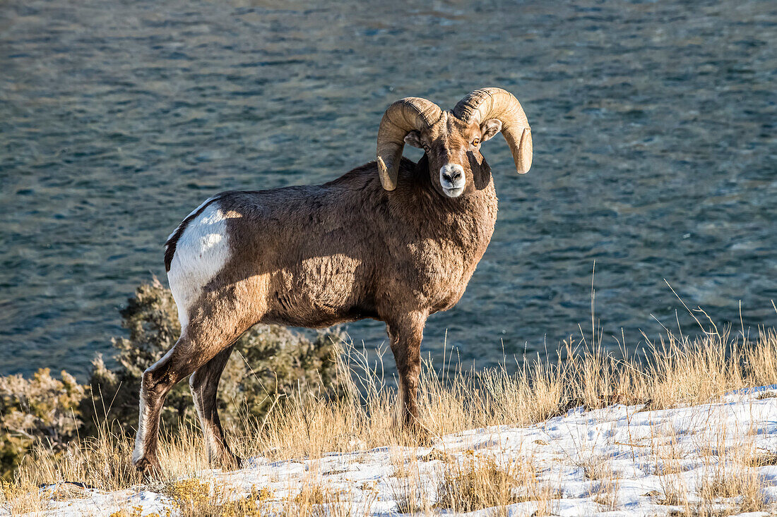 Dickhornschaf-Widder (Ovis canadensis) mit massiven Hörnern steht auf einer Klippe über dem Yellowstone River in der Nähe des Yellowstone National Park; Montana, Vereinigte Staaten von Amerika